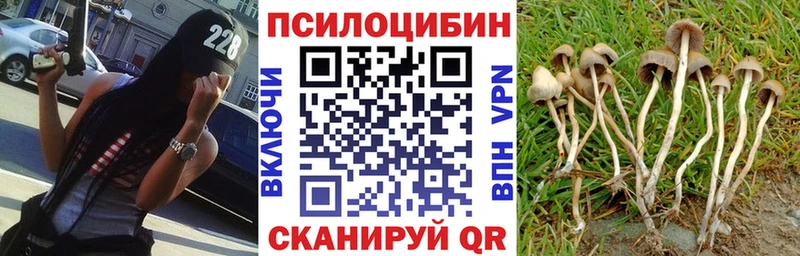 Купить  Сургут  Псилоцибиновые грибы Psilocybe 